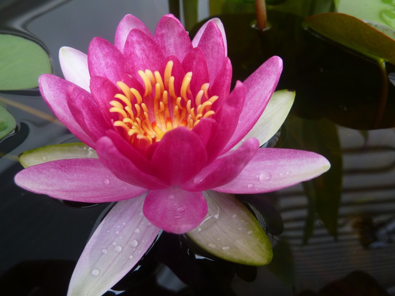 container water garden container water garden