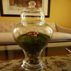 How to make a moss terrarium How to make a moss terrarium
