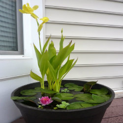 DIY container water garden how to make a container water garden