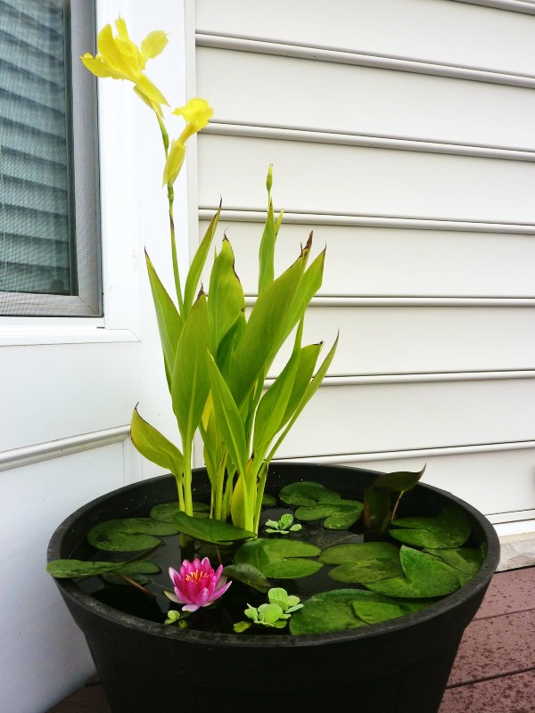 DIY Container Water Garden