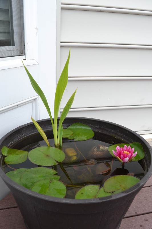 Growing Water Lily in a Container | Whats Ur Home Story