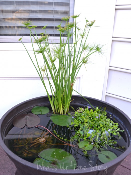 Container Water Garden Progress Report | Whats Ur Home Story