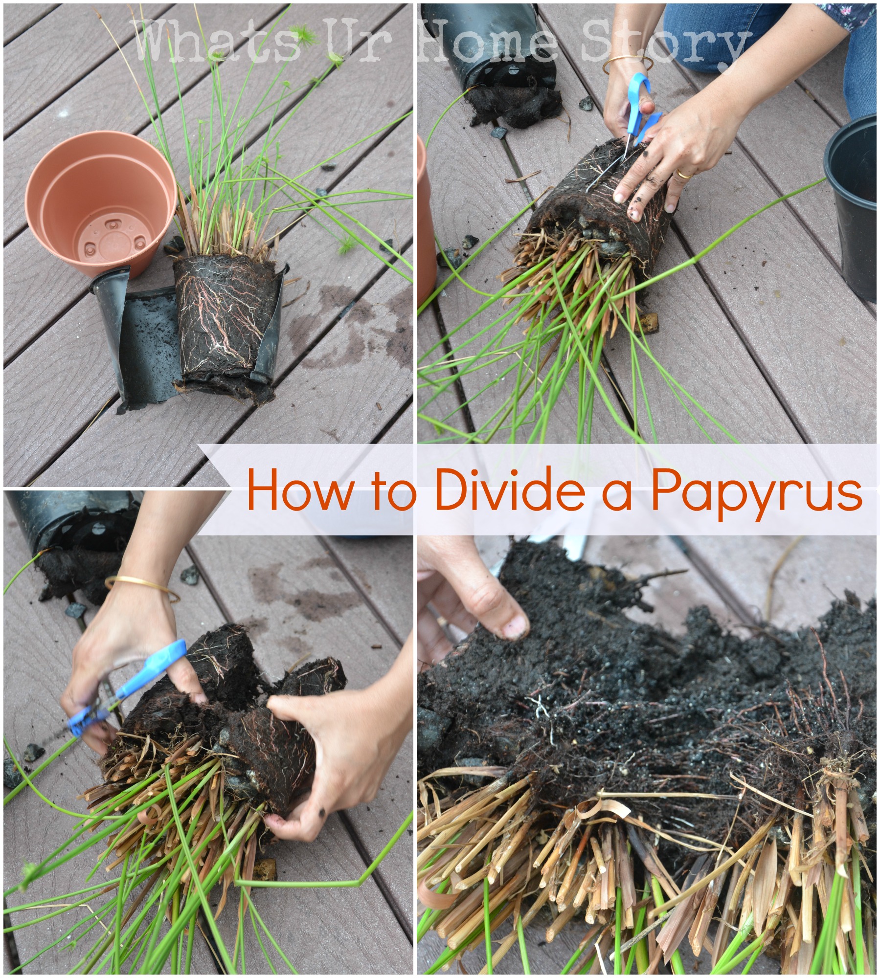 dwarf papyrus roots