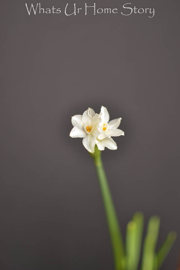 How to Plant and Grow Paperwhites