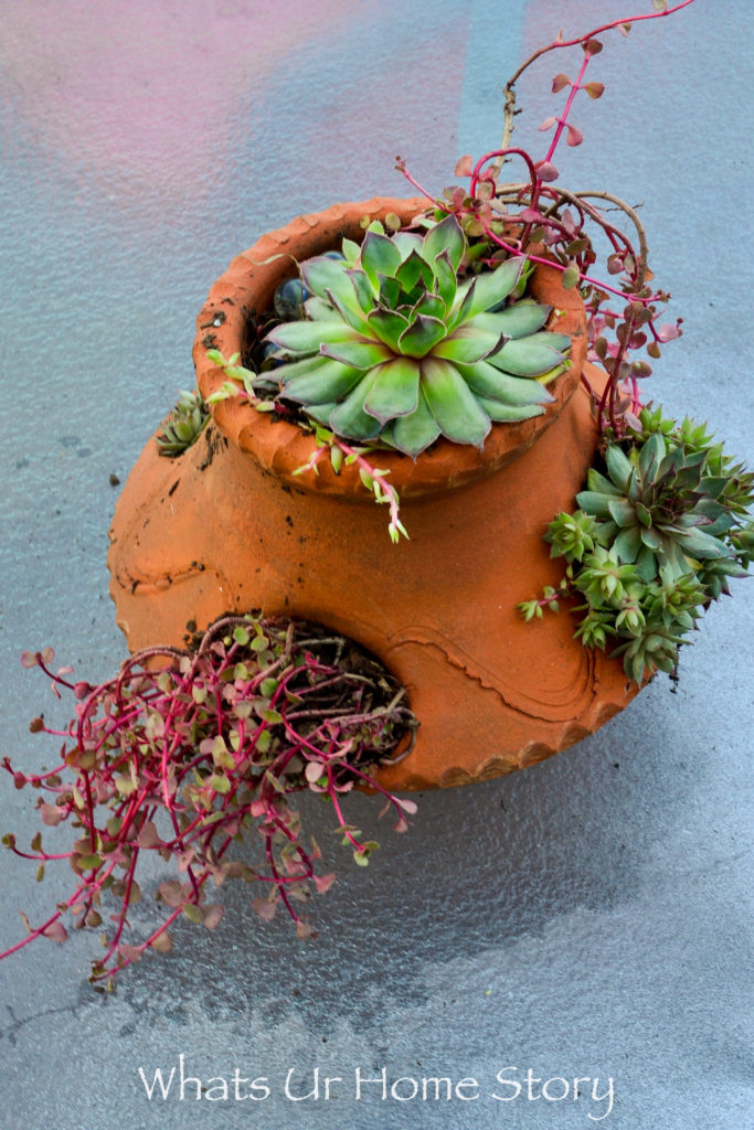 https://www.whatsurhomestory.com/wp-content/uploads/2016/05/container-garden-ideas-Succulent-ground-cover-strawberry-pot-planter-683x1024.jpg
