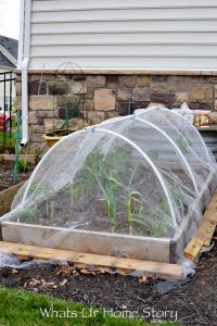 DIY Insect Hoop House or Cabbage Tunnel | Whats Ur Home Story