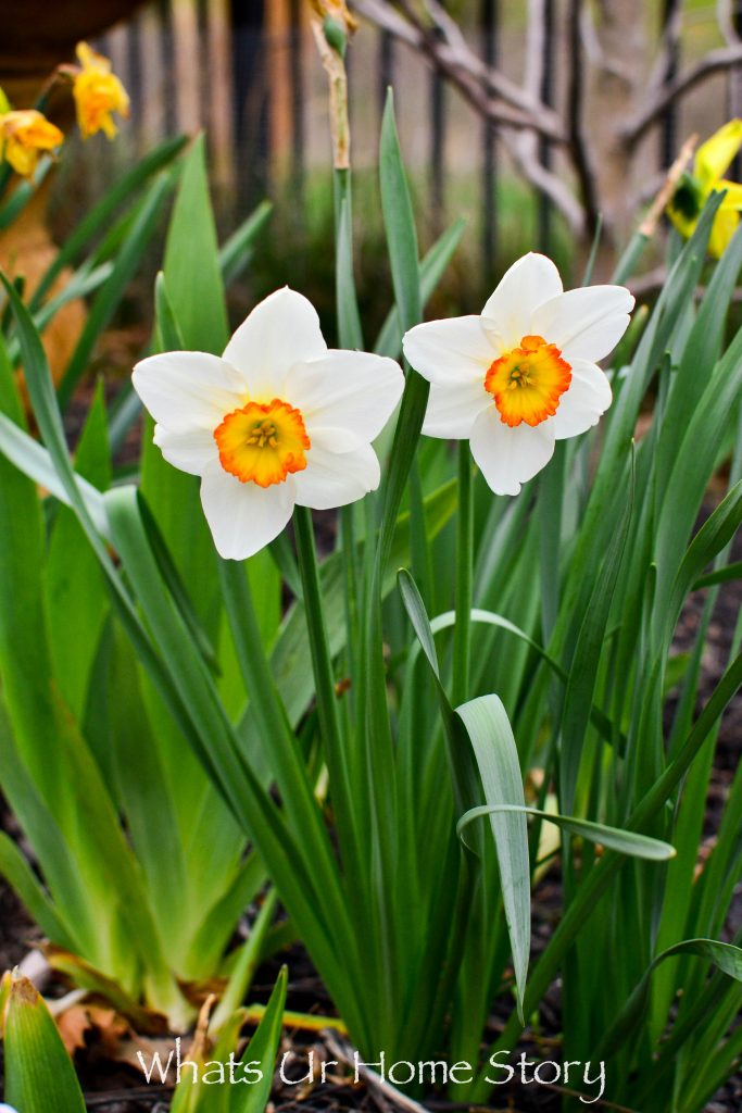 Celebrating Spring's First Flower: The Daffodil - Avas Flowers