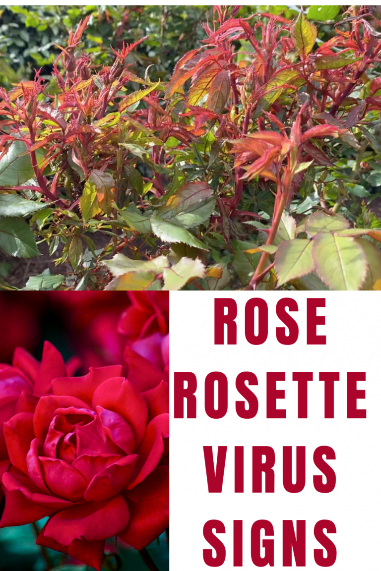 Rose Rosette Disease & Treatment | Whats Ur Home Story