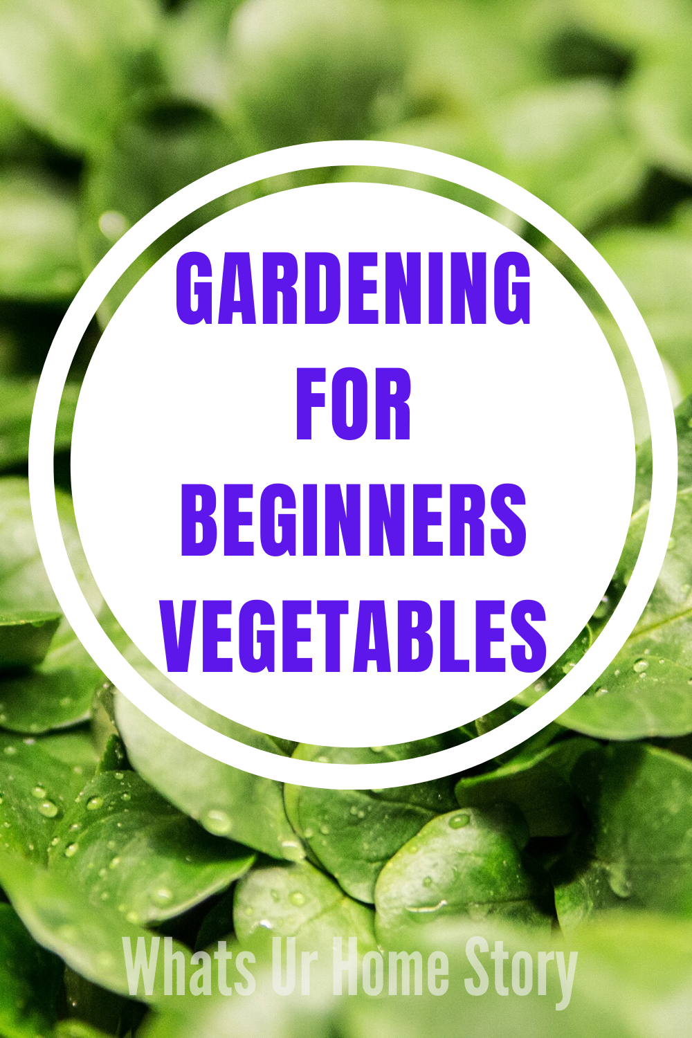 Starting A Vegetable Garden For Beginners | Whats Ur Home Story